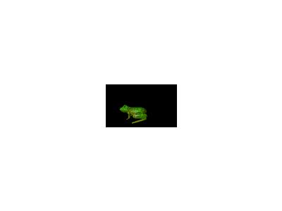 Logo Animals Reptiles 025 Animated