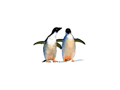 Logo Animals Penguins 002 Animated