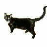 Logo Animals Cats 044 Animated