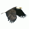 Logo Animals Birds 005 Color title=