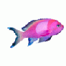 Logo Animals Fish 036 Color