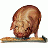 Logo Animals Pigs 009 Color title=