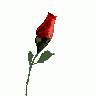 Greetings Rose03 Animated Valentine