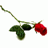 Greetings Rose04 Color Valentine