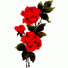 Greetings Rose08 Color Valentine