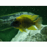 Photo Aquarium Fish 3 Animal