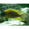 Photo Aquarium Fish 4 Animal