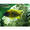 Photo Aquarium Fish 5 Animal