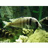 Photo Aquarium Fish 9 Animal