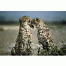 Photo Cheetah Animal