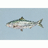 Photo Fish Shad Animal