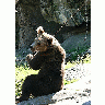 Photo Bear Sitting On The Behind Animal
