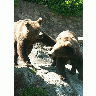 Photo Bears Playing Animal title=