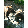 Photo Bears Playing Animal