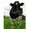 Photo Black And White Cow Animal title=
