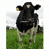 Photo Black And White Cow Animal