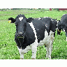 Photo Black And White Cow 2 Animal title=