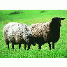 Photo Black Headed Sheep Animal