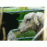 Photo Black Headed Sheep 2 Animal