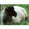 Photo Black Headed Sheep 3 Animal