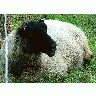 Photo Black Headed Sheep 3 Animal title=