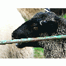 Photo Black Sheep Animal