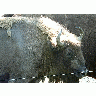 Photo Buffalo Animal