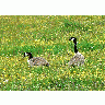 Photo Canadian Geese Animal title=