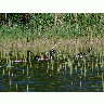Photo Canadian Geese Swimming Animal title=