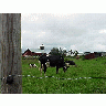 Photo Cow Pasture Animal