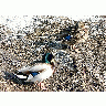 Photo Duck Couple Resting On Waterside Animal