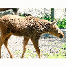 Photo Elk Calf Animal title=