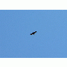 Photo Flying Bird Of Prey 2 Animal title=