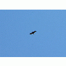 Photo Flying Bird Of Prey 2 Animal