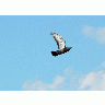 Photo Flying Pigeon 2 Animal