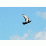 Photo Flying Pigeon 2 Animal title=