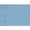 Photo Flying Swallow Animal