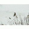 Photo Jay Standing In Snow Animal