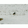 Photo Lapwing In Snow Animal title=