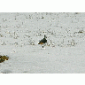 Photo Lapwing In Snow Animal