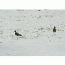 Photo Lapwings In Snowy Field Animal title=