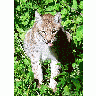 Photo Lynx Sitting Animal
