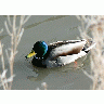 Photo Mallard Swimming In Cold Water Animal title=