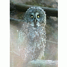 Photo Owl Animal