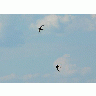 Photo Pair Of Flying Swallows Animal title=