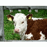 Photo Red And White Calf Animal title=