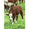 Photo Red And White Calf 3 Animal title=