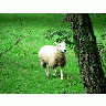Photo Running Sheep Animal title=