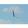 Photo Seagull Flying Animal