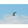 Photo Seagull Flying 3 Animal title=